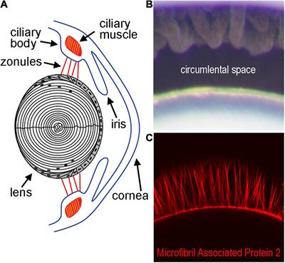 Physiological Mechanisms Regulating Lens Transport